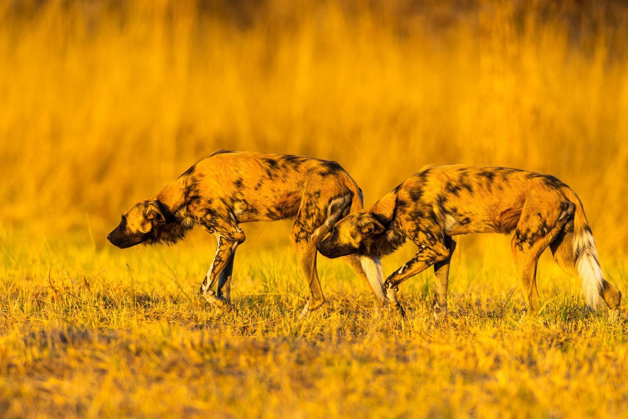 Wild dogs of Botswana at sunset. Also knows as African wolves. Photograph by Dr. Don Gutoski.