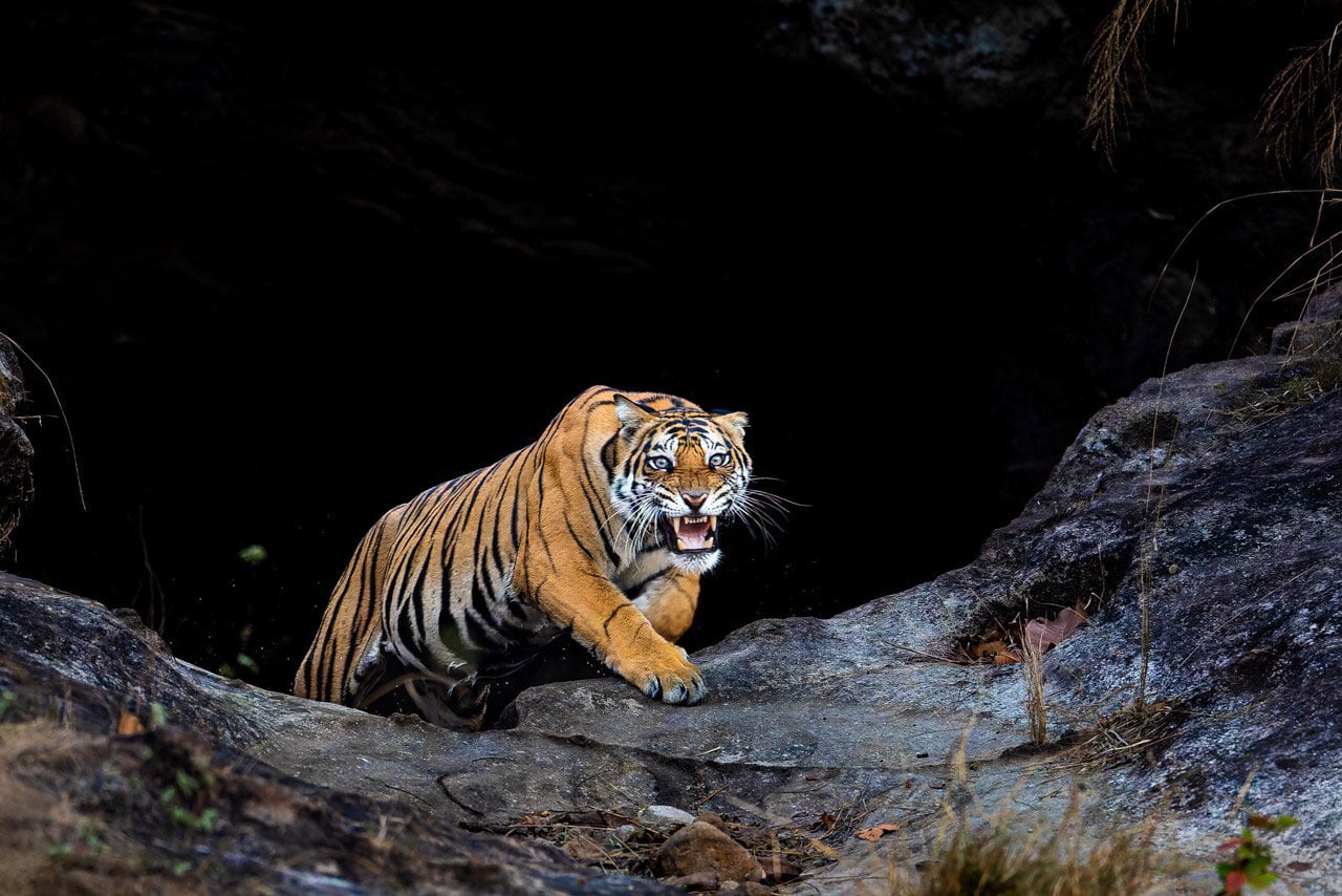 Bengal tiger, India. Photograph by Dr. Don Gutoski.