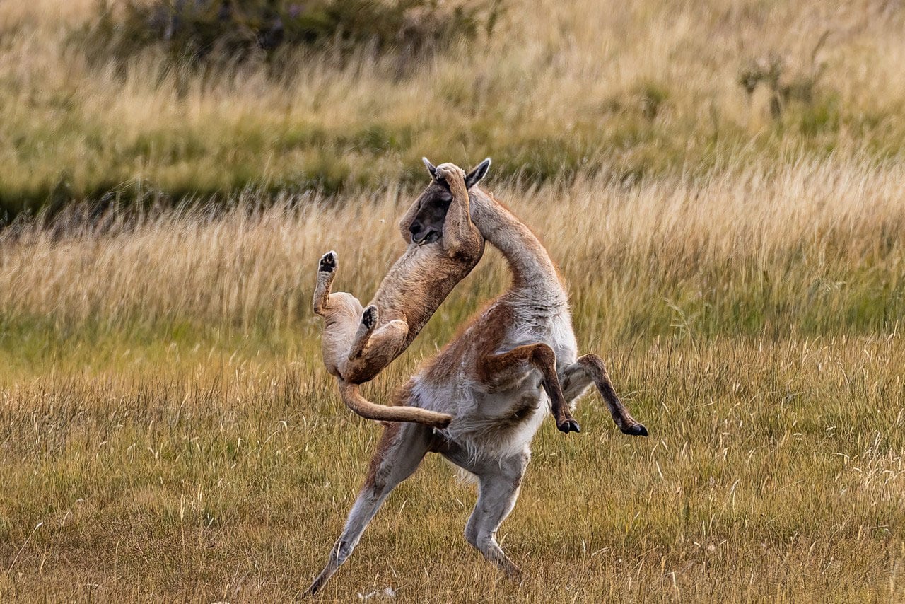 Puma tries to take down a guanacos. Photograph by Dr. Don Gutoski.