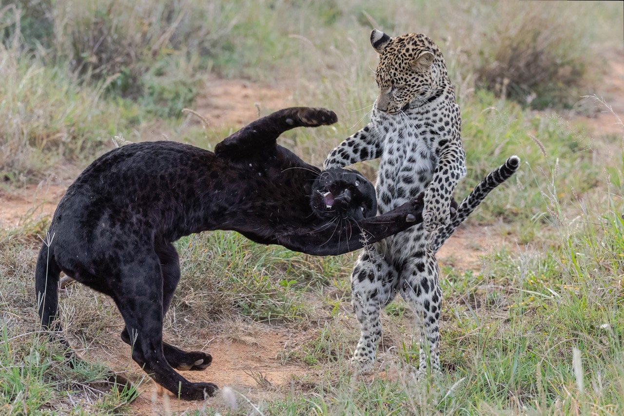 Giza, the famous black leopard of Kenya and her spotted cub. Photograph by Dr. Don Gutoski.