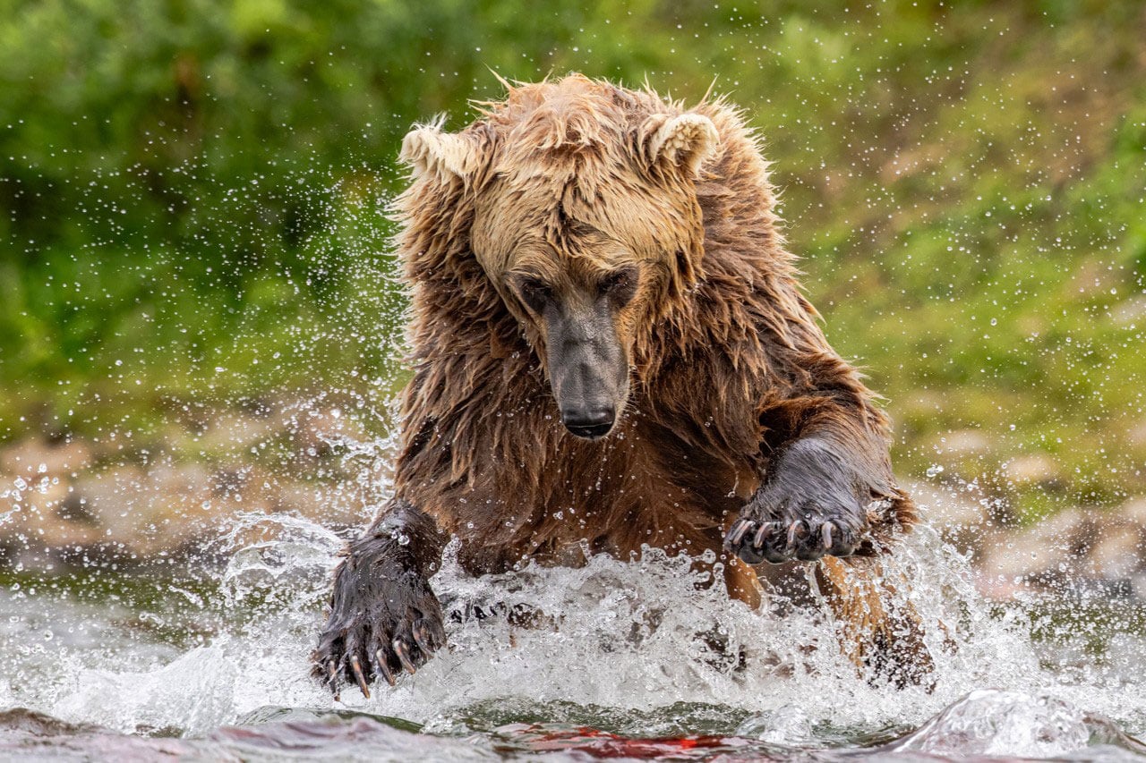 Brown bear hunting salmon, Alaska. Photograph by Dr. Don Gutoski.