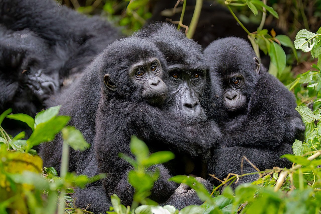 Mountain Gorillas Uganda. Photograph by Dr. Don Gutoski.