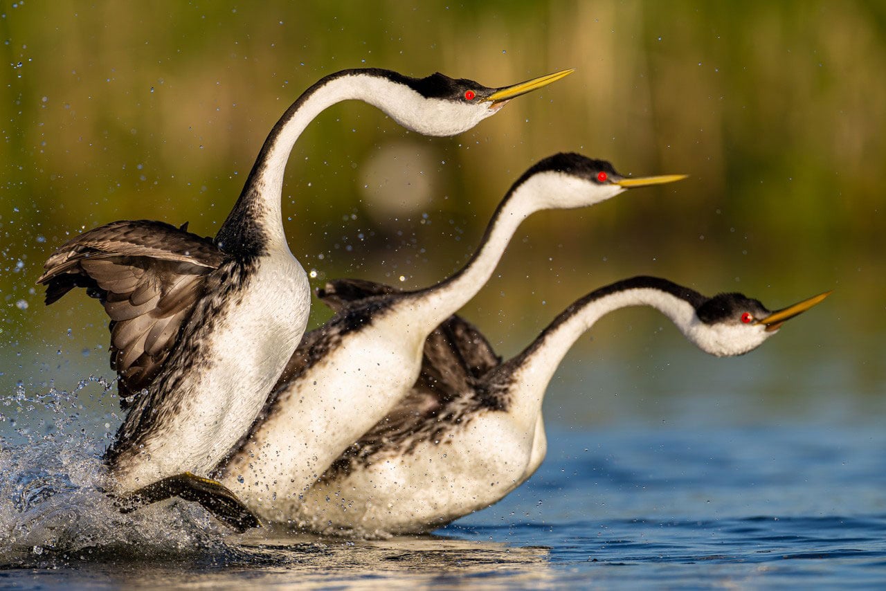 Western Grebes, courtship display. Photograph by Dr. Don Gutoski.