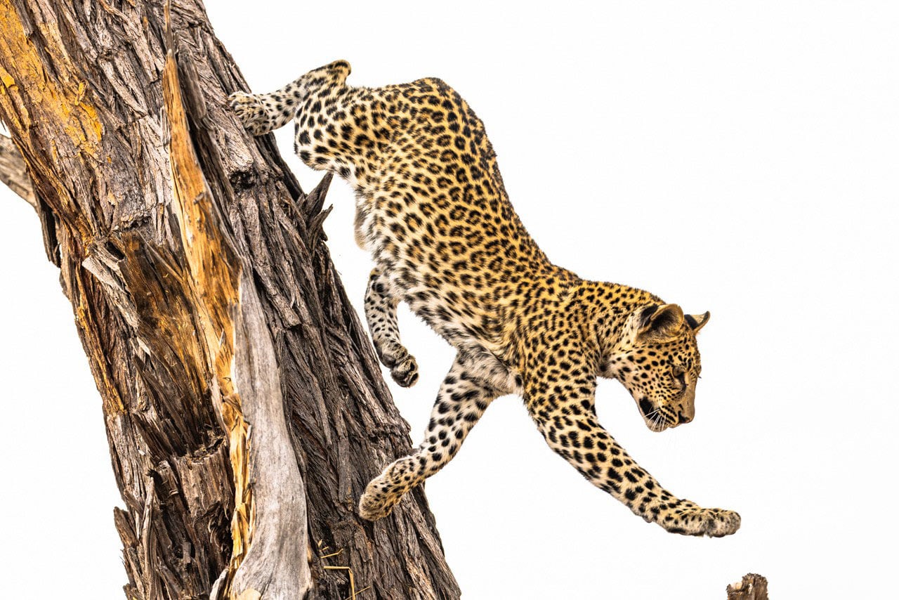 Leopard, Botswana. Photograph by Dr. Don Gutoski.