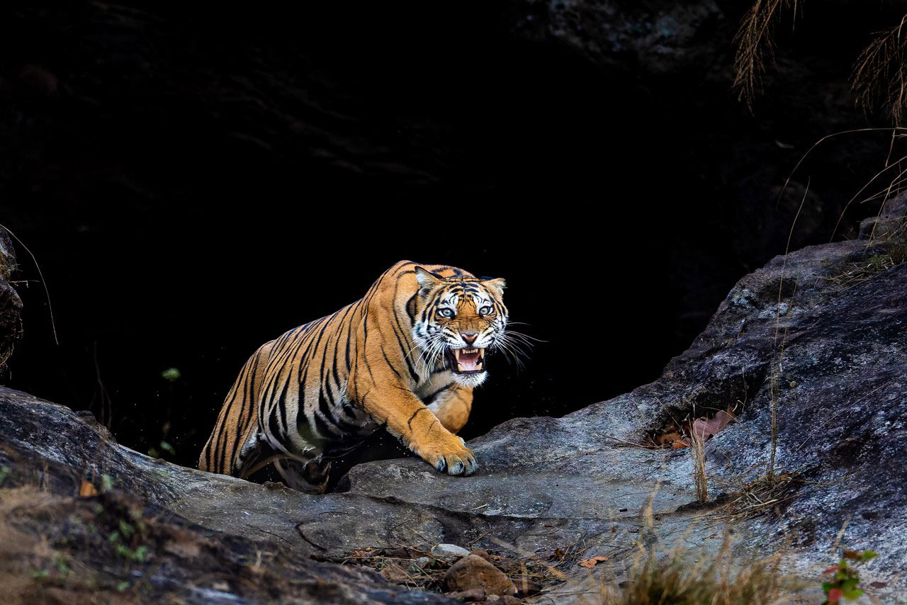 Bengal tiger, India. Photograph by Dr. Don Gutoski.