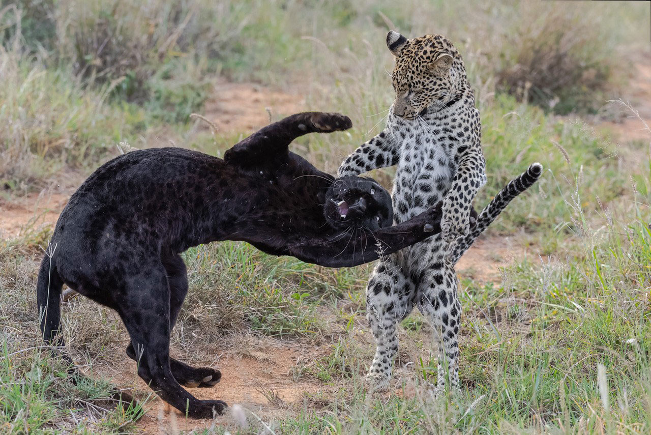 Giza, the famous black leopard of Kenya and her spotted cub. Photograph by Dr. Don Gutoski.