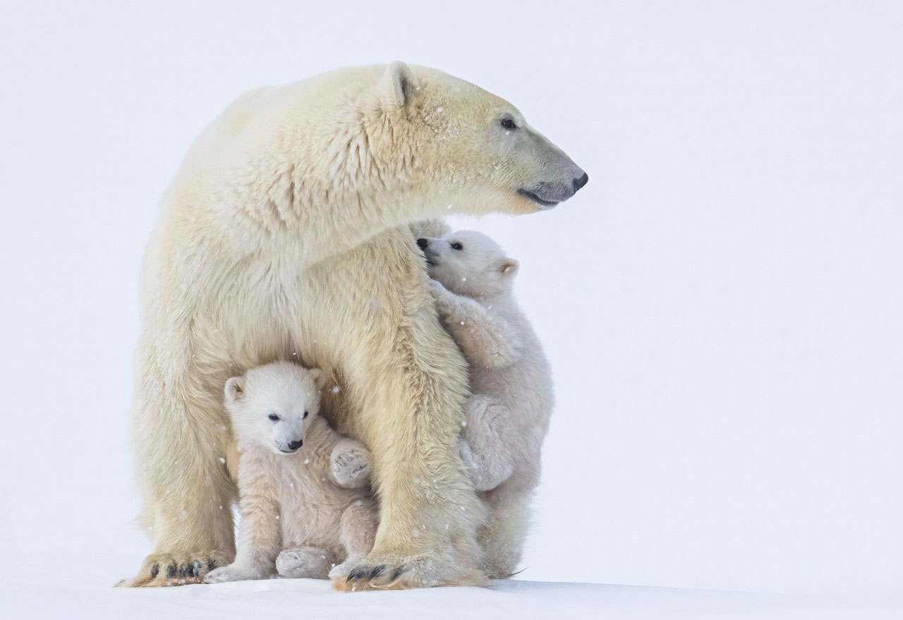 Polar bear mom and cubs, near Churchill, Canada. Photograph by Dr. Don Gutoski.