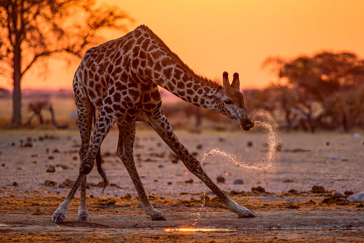 Giraffe drinking, Botswana. Photograph by Dr. Don Gutoski.